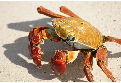 Uno de los característicos cangrejos de Galápagos
